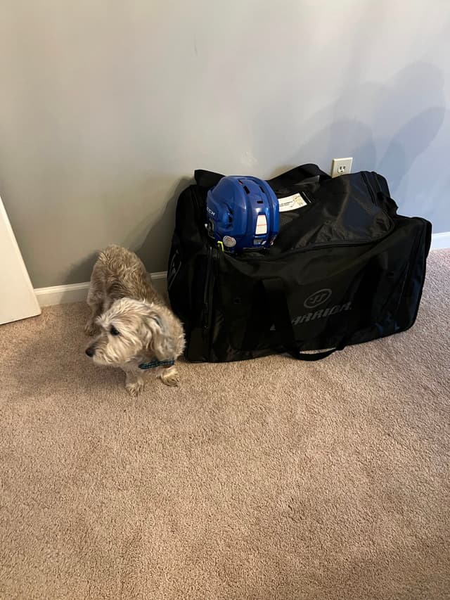 A small dog stands next to a large black sports bag with a blue helmet on top, placed on a carpeted floor against a light-colored wall