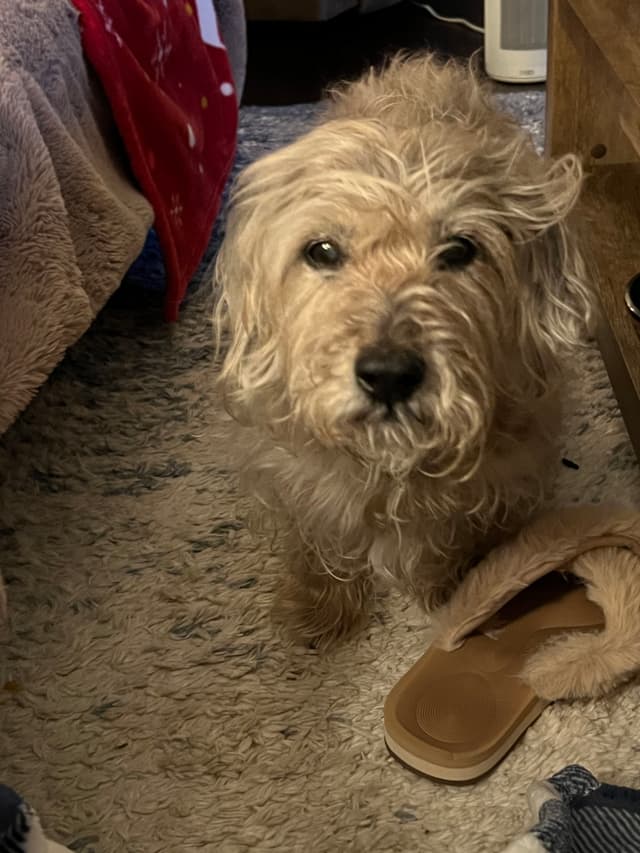 A small, scruffy dog standing on a carpeted floor next to a slipper, with a cozy indoor setting in the background