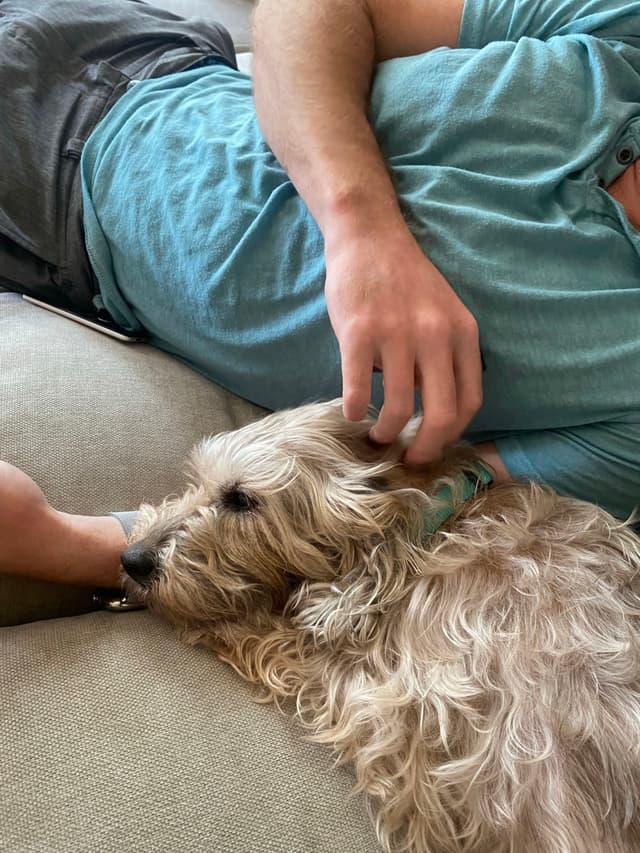A person in a teal shirt is lying on a couch, gently petting a fluffy dog resting beside them