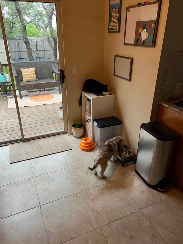 A kitchen area with a cat eating from a bowl on the floor, another cat sitting on a small cabinet, a sliding glass door leading to a patio, and a trash can nearby