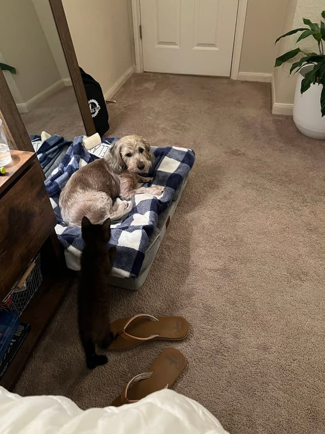 A dog is lying on a blue and white checkered bed in a carpeted room, while a cat stands nearby. There are sandals on the floor, a plant in the corner, and a door in the background