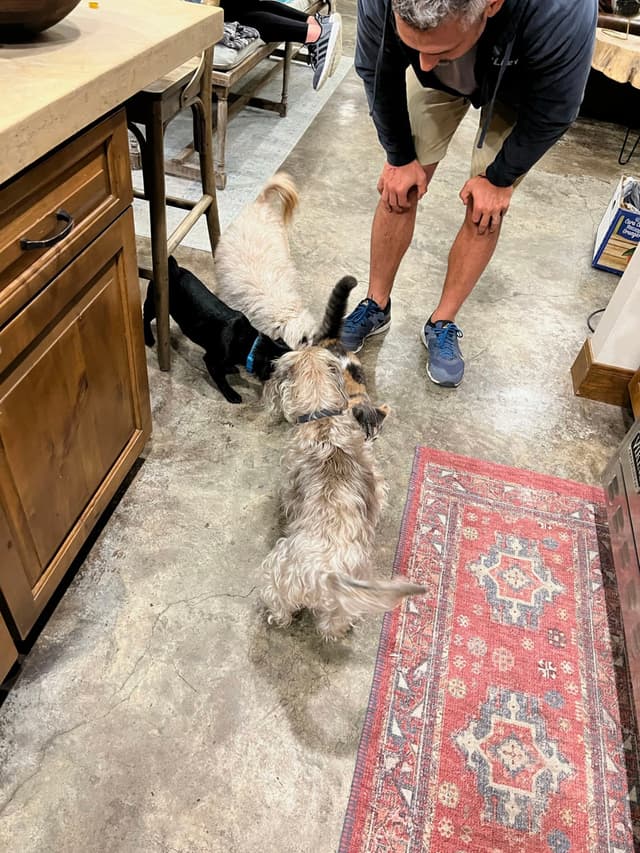 A person bending down to interact with three small dogs on a kitchen floor, with a patterned rug nearby