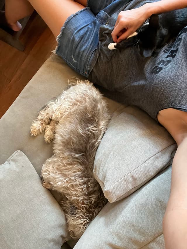 A person relaxing on a couch with a small dog lying beside them, partially on a pillow