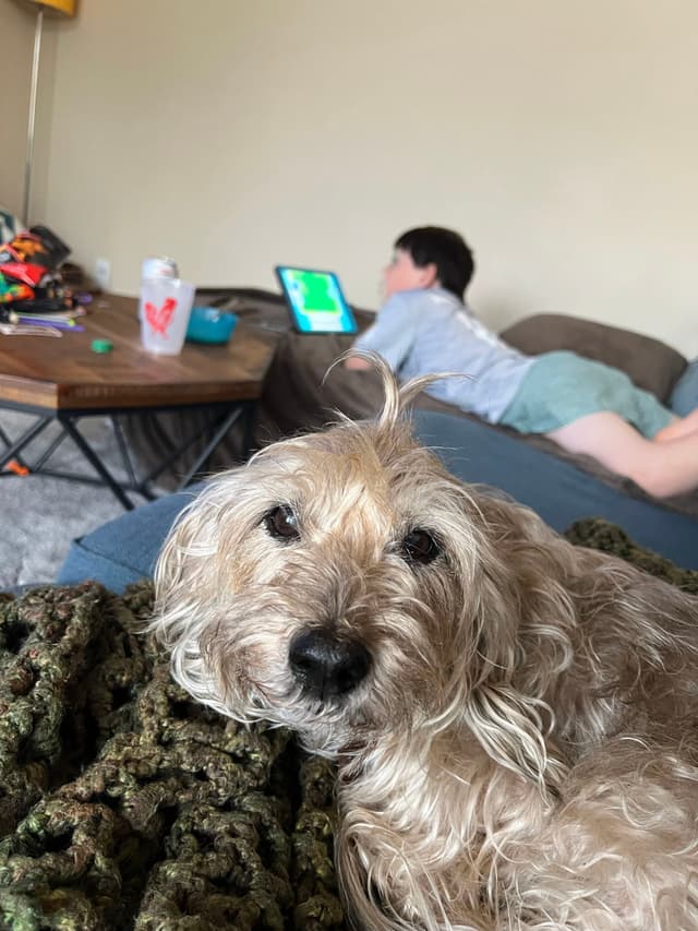 A small, fluffy dog is resting on a blanket in the foreground, while a person is lying on a couch in the background, using a tablet
