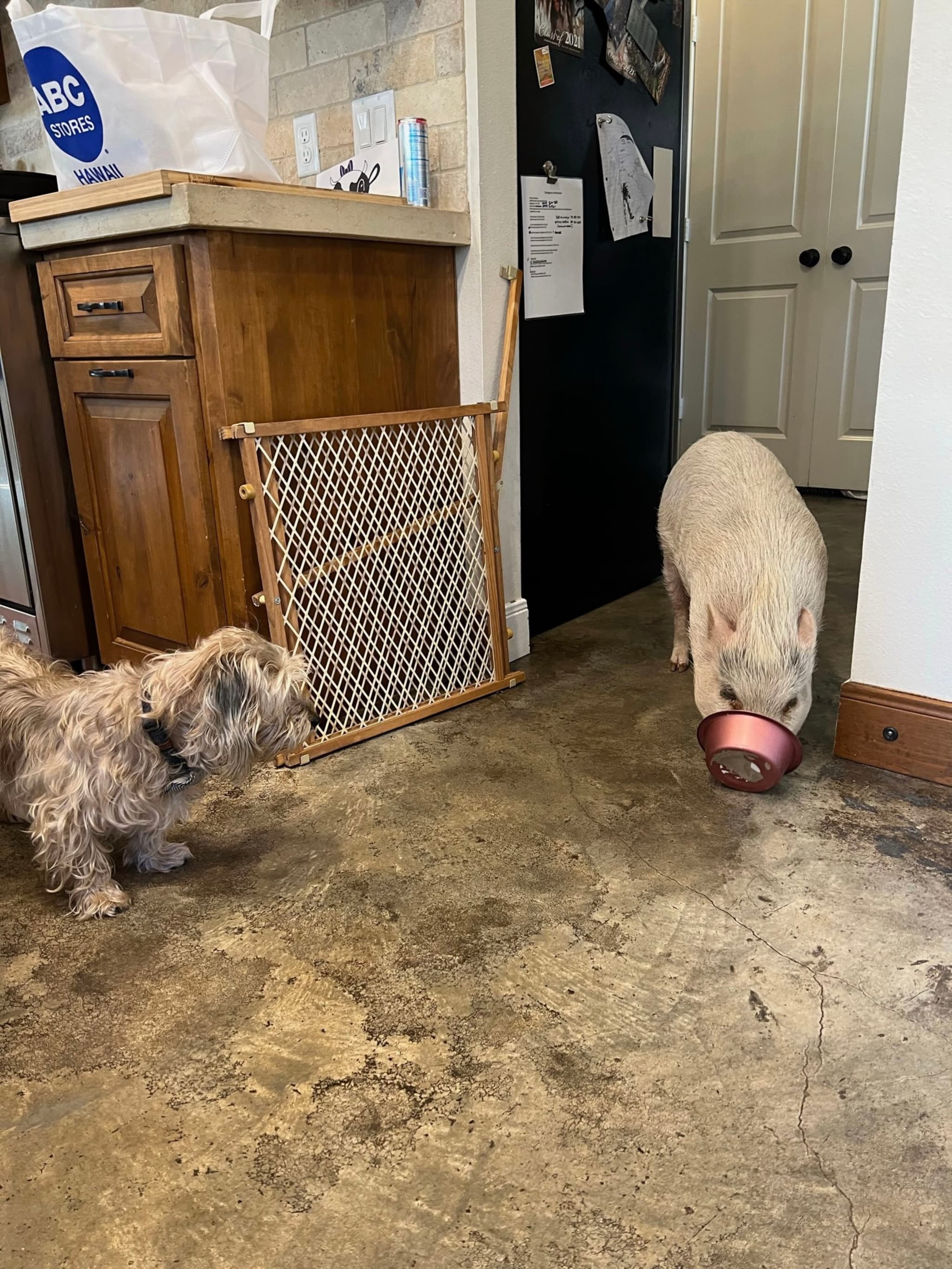 A small dog and a pig are in a kitchen; the pig is holding a bowl in its mouth