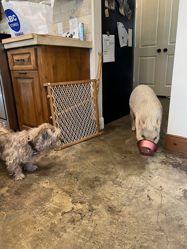 A small dog and a pig are in a kitchen; the pig is holding a bowl in its mouth
