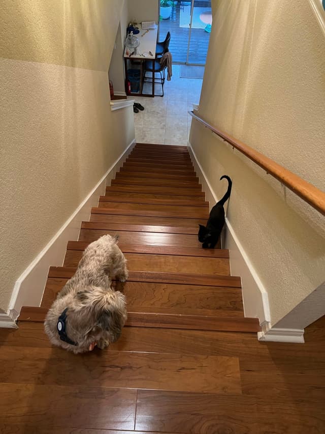A dog and a cat are on a wooden staircase, with the dog facing down and the cat climbing up. A desk and chair are visible at the bottom of the stairs