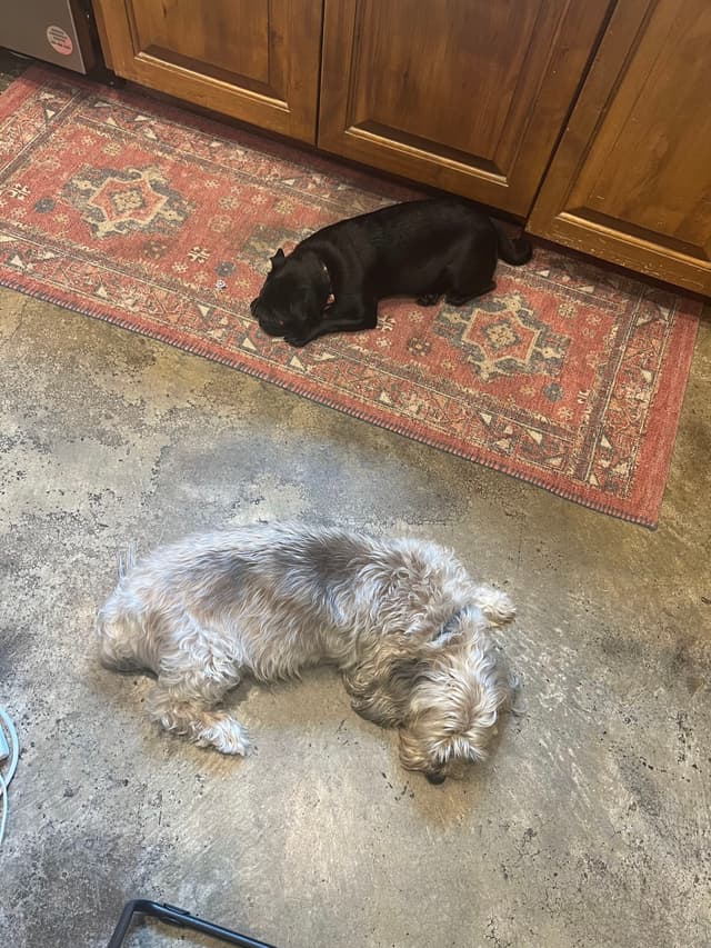 Two dogs are lying on the floor, one on a patterned rug and the other on a bare surface
