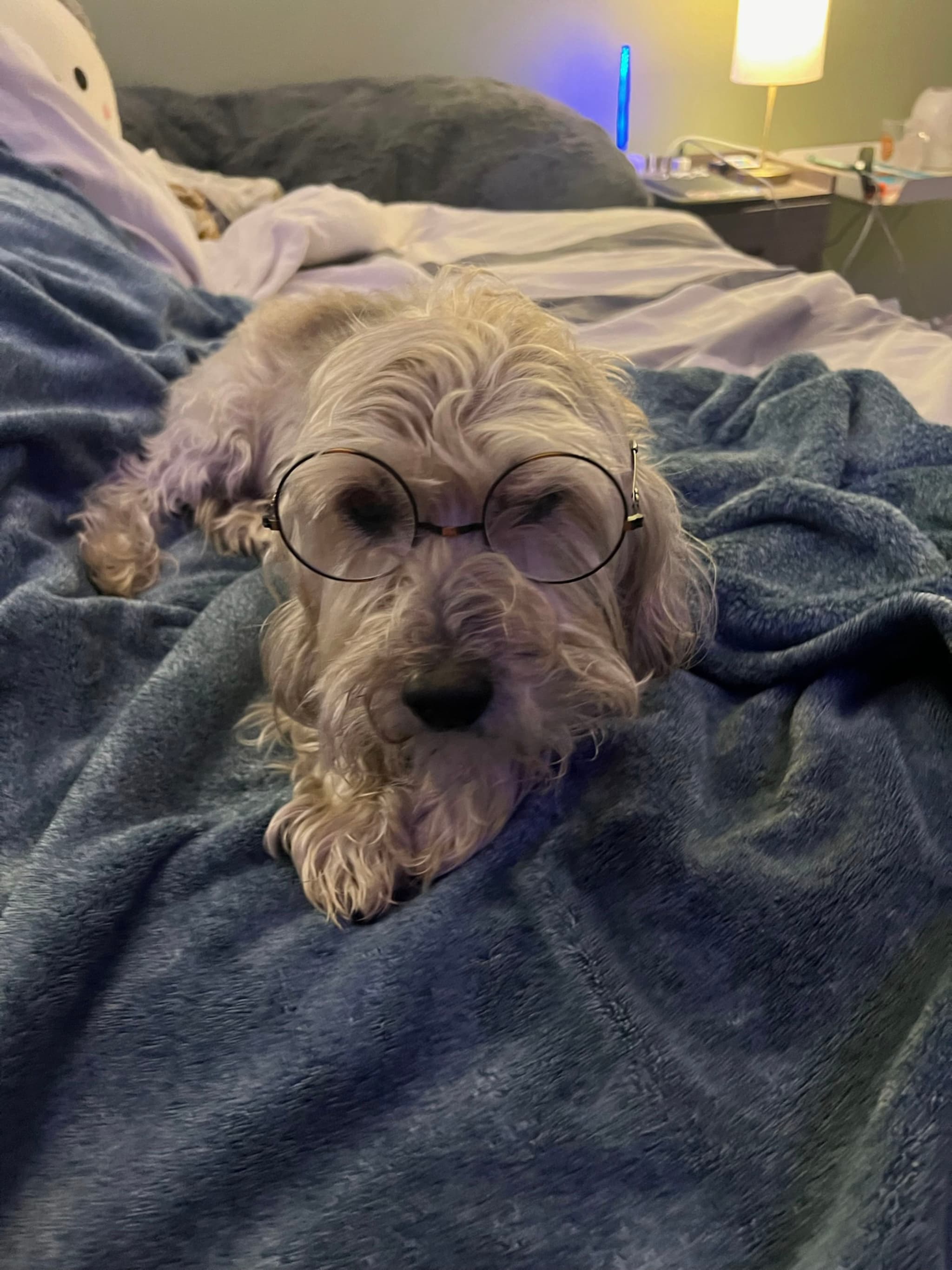 A dog wearing round glasses is lying on a blue blanket