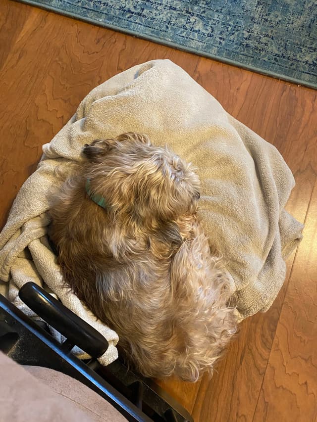 A small dog is curled up on a beige blanket on a wooden floor