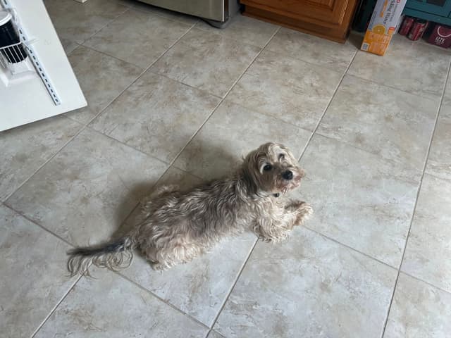 A small, fluffy dog lying on a tiled floor in a kitchen setting