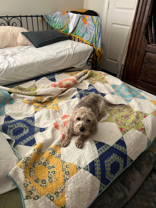 A small dog lies on a colorful patchwork quilt on a bed, with pillows and a blanket in the background