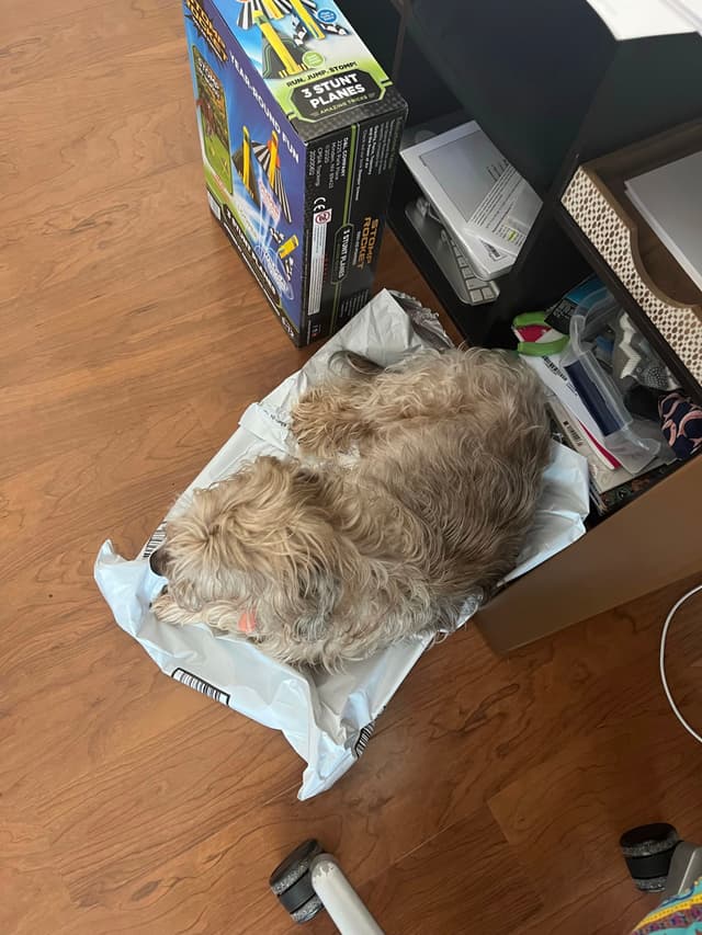A small, fluffy dog is lying on a pee pad on a wooden floor next to a shelf with various items