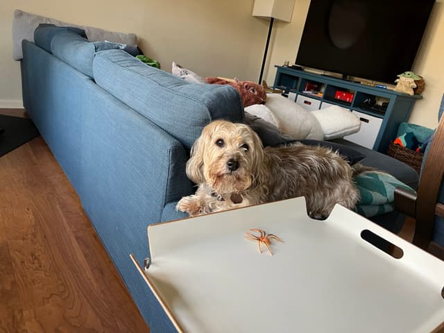 A dog resting on the back of a blue couch in a living room, with a white tray in the foreground