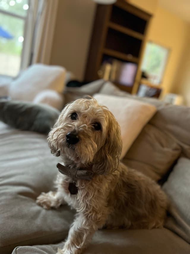 A small, fluffy dog sitting on a couch in a cozy living room setting
