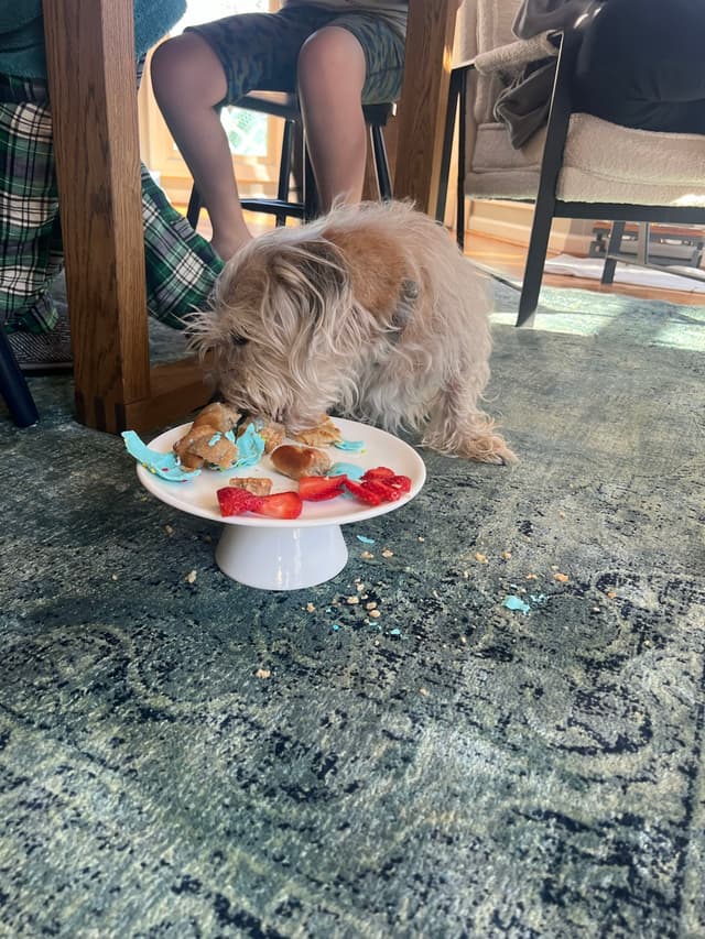 A small dog eating food from a plate on the floor, surrounded by people sitting on chairs