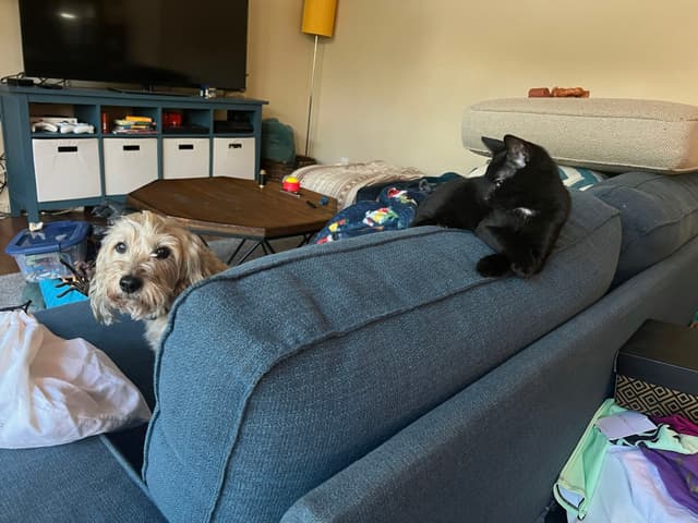 A dog and a black cat are on a blue couch in a living room. The dog is peeking over the back of the couch, while the cat is lounging on top. The room has a TV, storage cubes, and various items scattered around