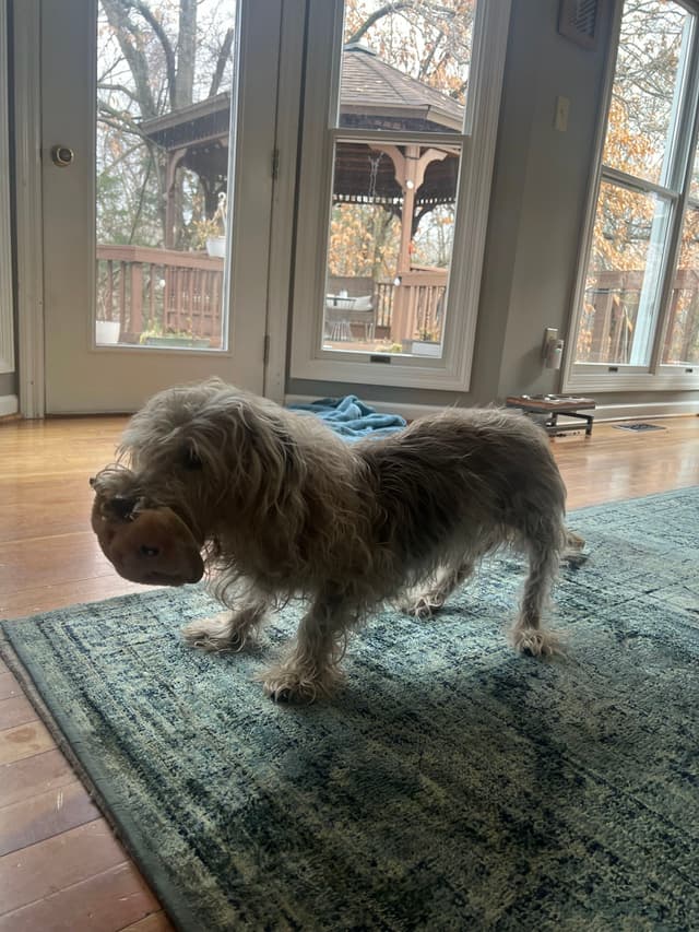 A small, shaggy dog stands on a rug indoors, holding a toy in its mouth, with large windows and a view of a wooden deck and trees in the background