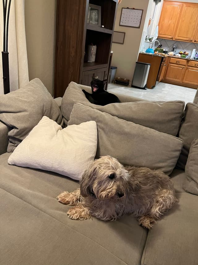 A small, fluffy dog is lying on a gray couch with a white pillow, while a black cat is perched on the back of the couch. The background shows a room with wooden cabinets and a calendar on the wall