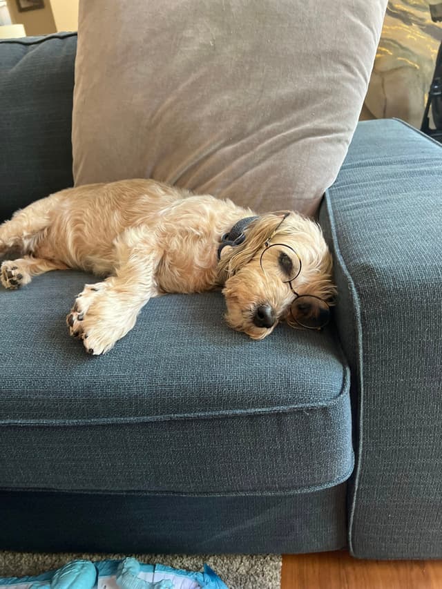 A small dog is lying comfortably on a blue couch, resting its head on the armrest
