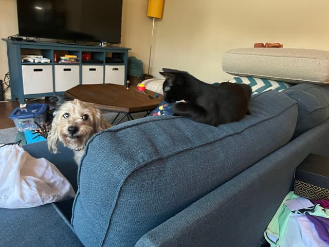 A black cat and a light-colored dog are on a blue couch in a living room. The cat is perched on the backrest, while the dog looks over the side. The room has a TV, shelves, and various items scattered around