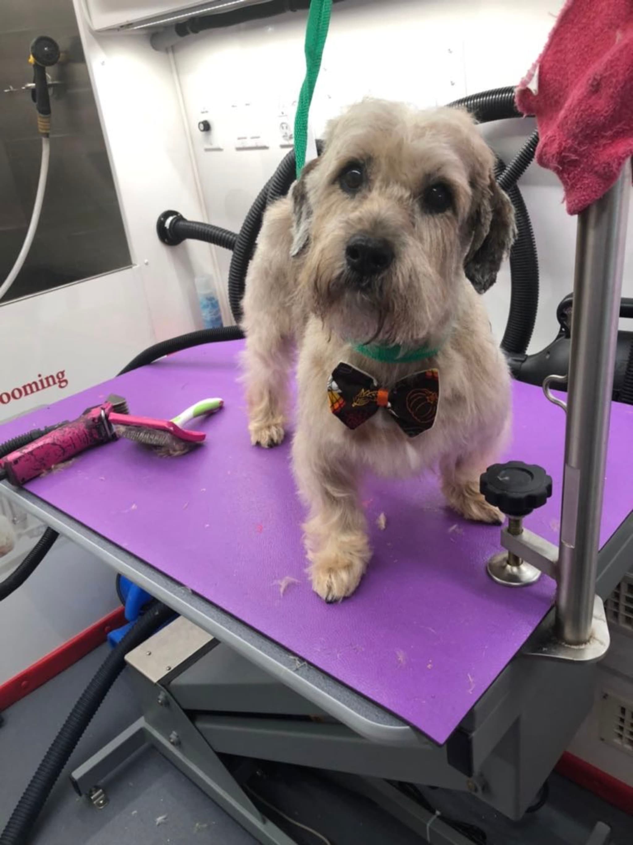 A small dog with a bow tie stands on a grooming table, surrounded by grooming tools