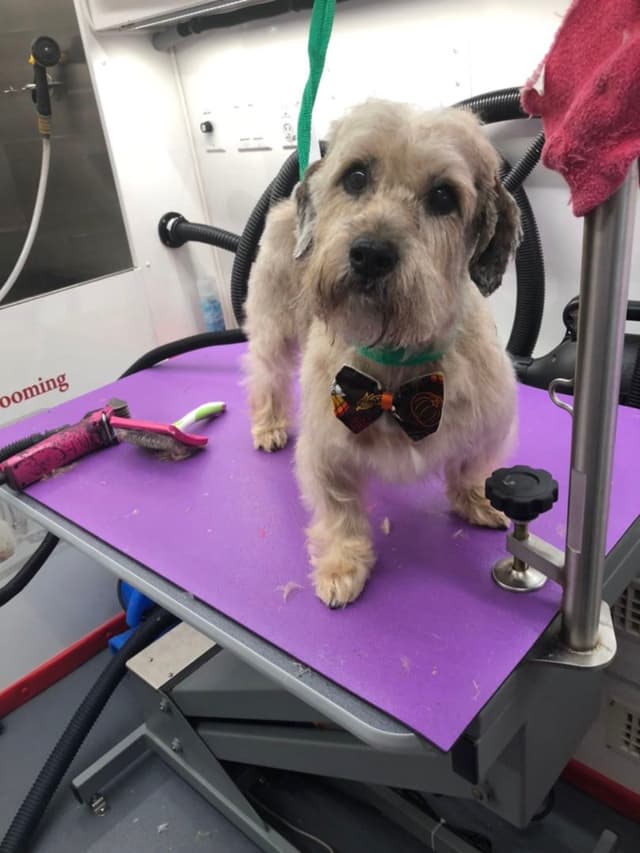 A small dog with a bow tie stands on a grooming table, surrounded by grooming tools