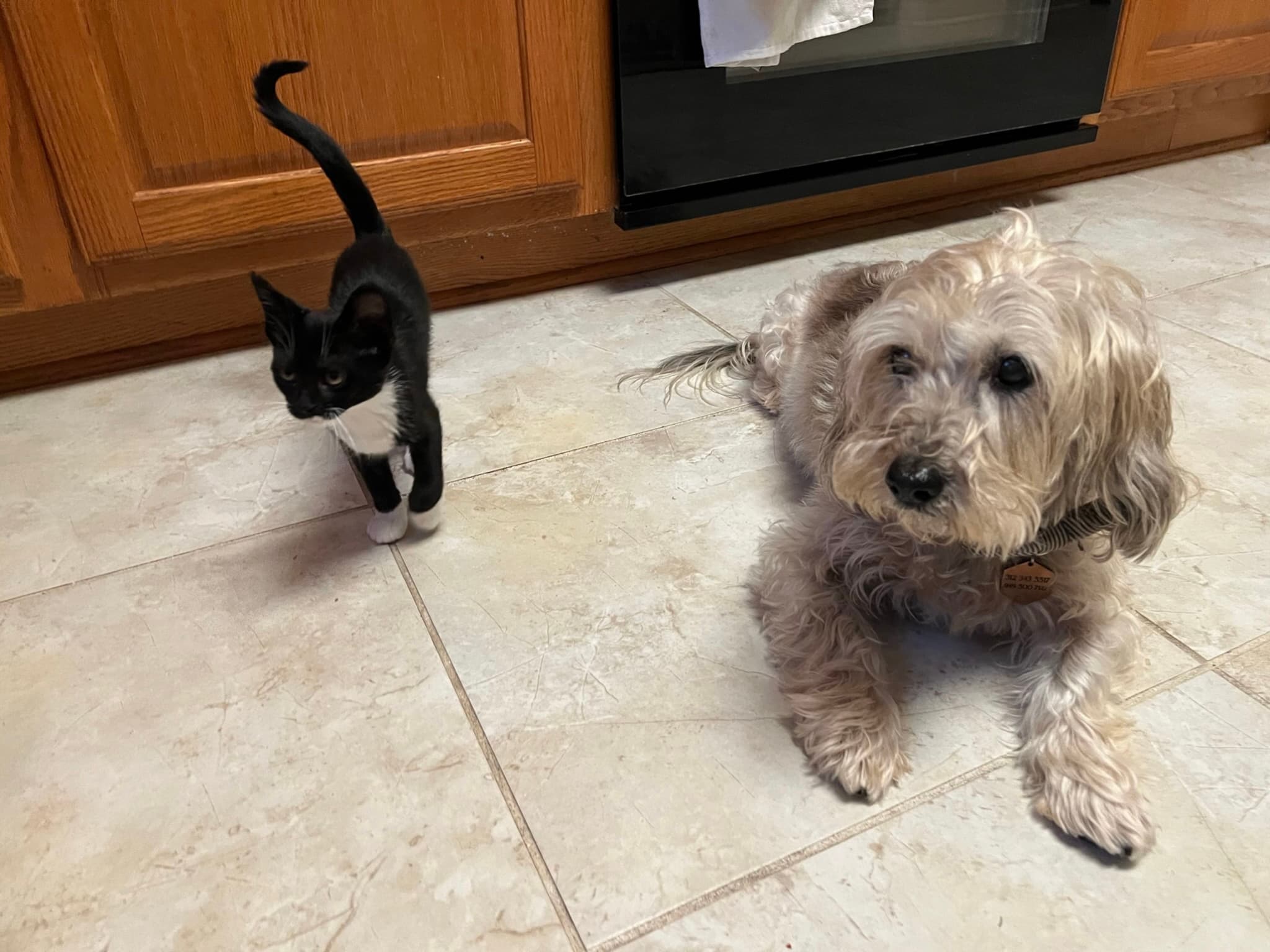 A small black and white cat and a shaggy gray dog are on a tiled kitchen floor, with wooden cabinets and an oven in the background