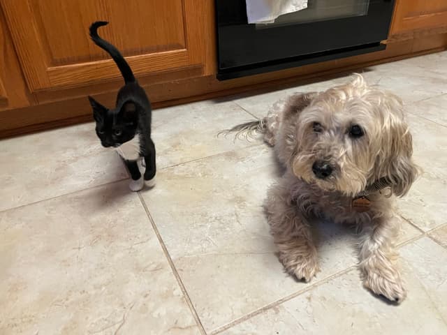 A small black and white cat and a shaggy gray dog are on a tiled kitchen floor, with wooden cabinets and an oven in the background