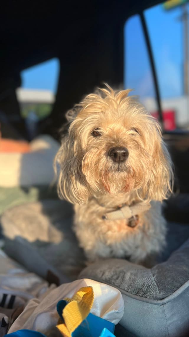 A fluffy dog sitting on a cushion in a car, bathed in warm sunlight