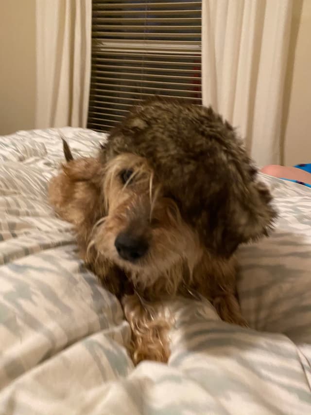 A small, scruffy dog lying on a bed with a patterned blanket, in a room with curtains and a window in the background