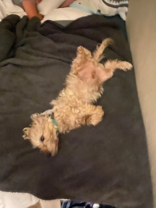A small, fluffy dog lying on its back on a dark blanket, appearing relaxed and comfortable