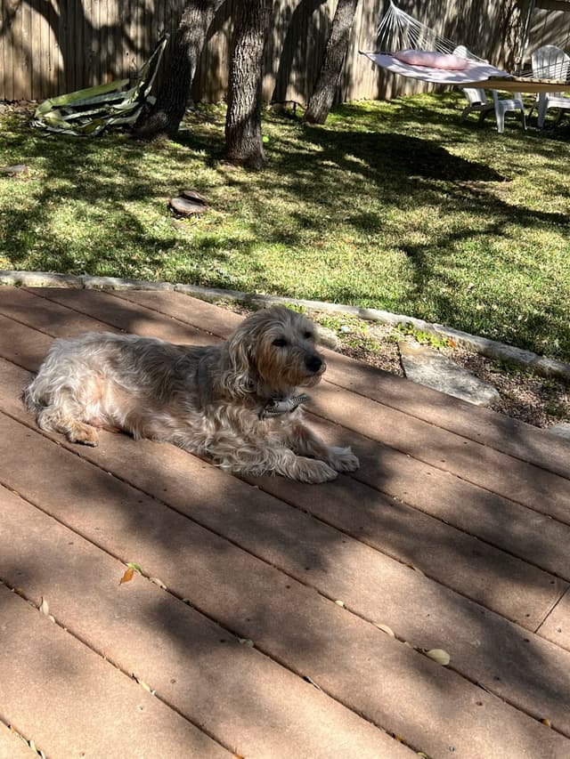 A small dog is lying on a wooden deck in a backyard, with grass and trees in the background. Shadows from the trees create patterns on the deck
