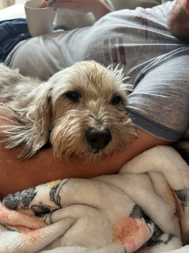 A small, fluffy dog resting on a person's arm, with a cozy blanket nearby