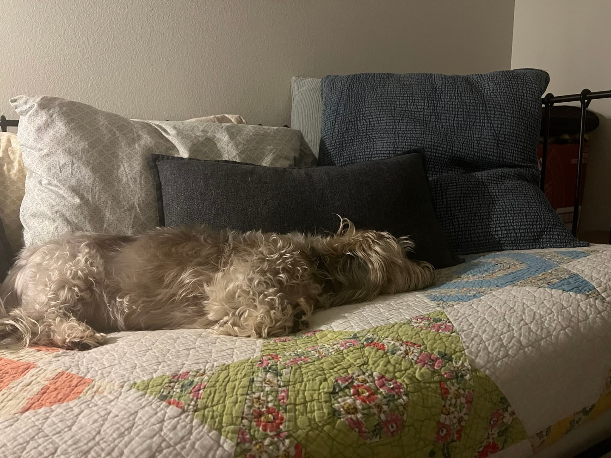 A small dog is lying on a bed with a colorful quilt and several pillows