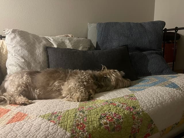 A small dog is lying on a bed with a colorful quilt and several pillows
