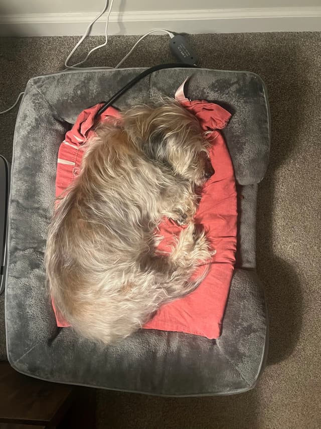 A small, fluffy dog sleeping on a red blanket atop a gray pet bed