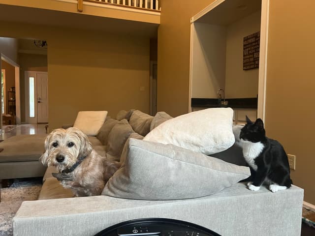A dog and a cat are on a light-colored couch in a living room. The dog is sitting on the couch, while the cat is perched on the armrest. The room has warm-toned walls and an open doorway in the background