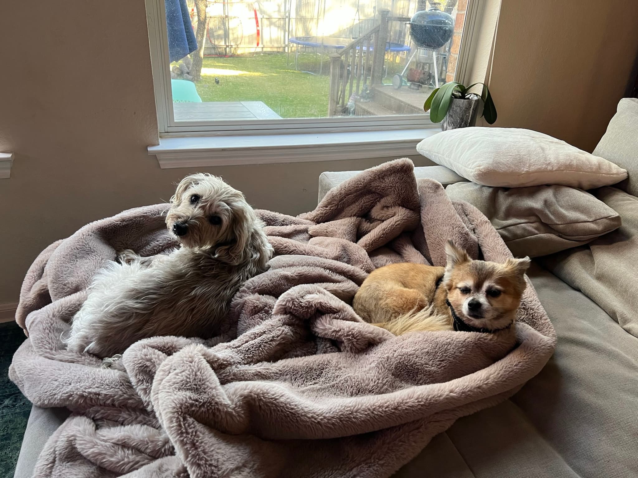 Two dogs lying on a cozy blanket on a couch near a window, with sunlight streaming in