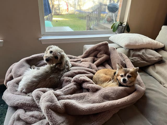 Two dogs lying on a cozy blanket on a couch near a window, with sunlight streaming in