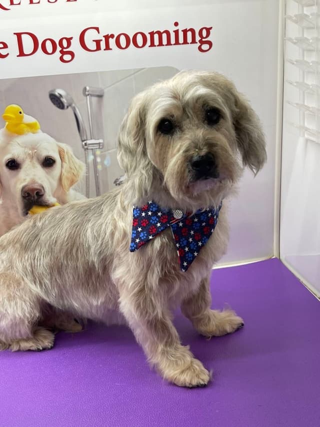 A small dog with light fur wearing a blue and red polka dot bow tie stands on a purple surface. In the background, there is a poster featuring another dog with a rubber duck on its head