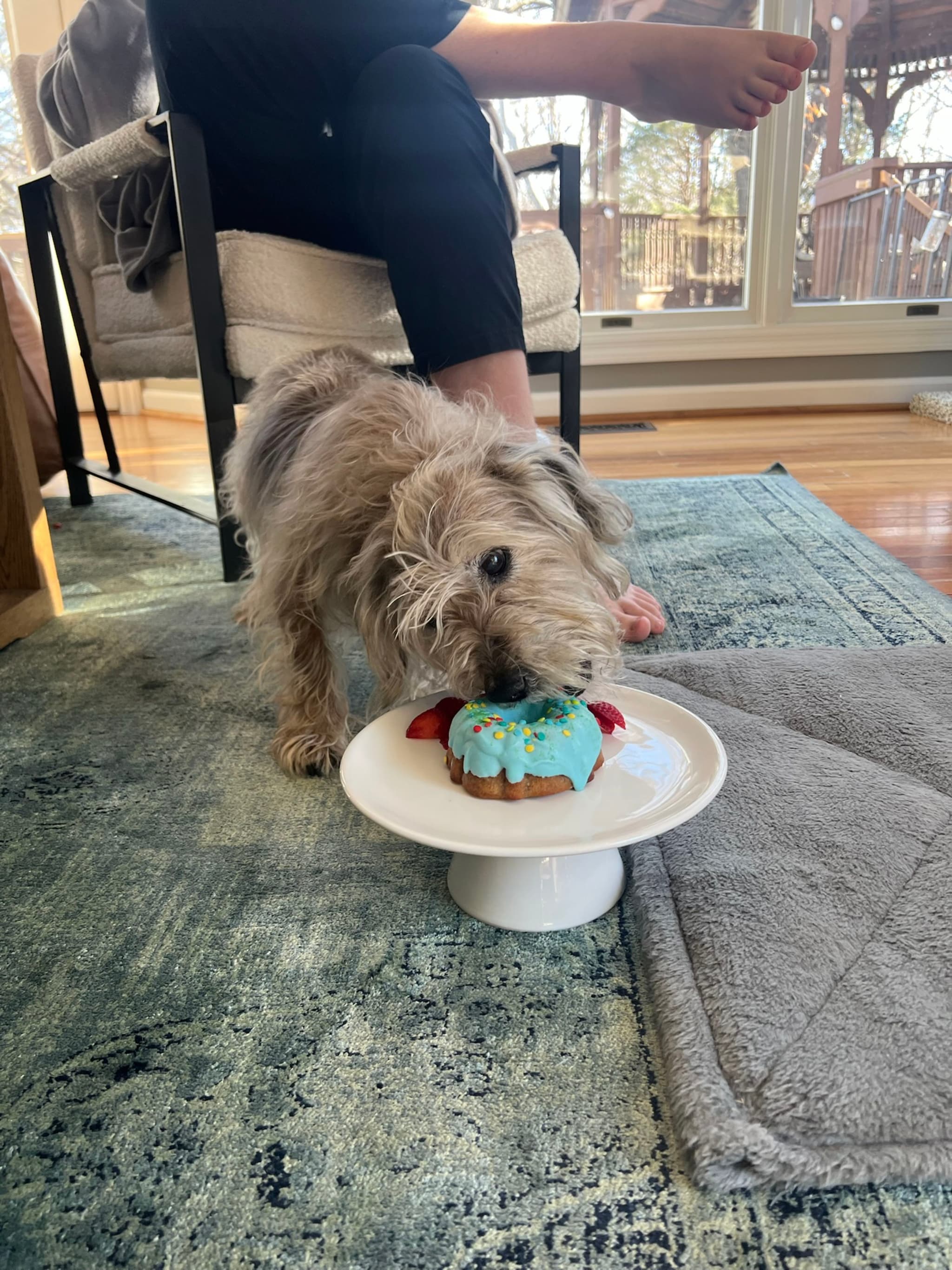 A small dog is eating a blue frosted treat on a white pedestal, with a person sitting nearby on a chair