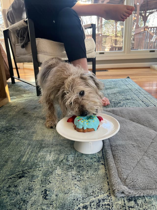 A small dog is eating a blue frosted treat on a white pedestal, with a person sitting nearby on a chair