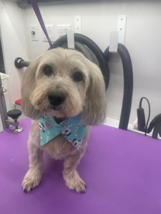 A small dog with light-colored fur wearing a blue bandana sits on a purple surface, possibly at a grooming station