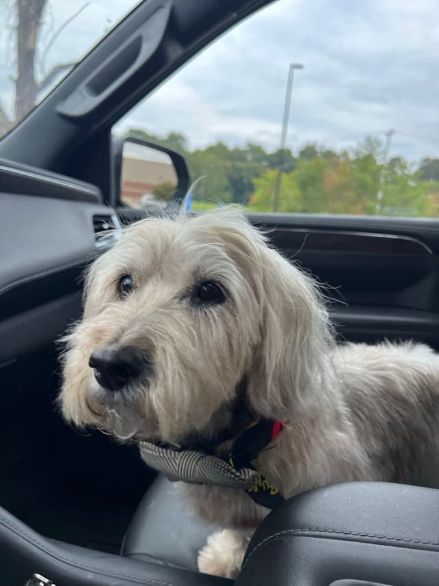 A small, fluffy dog sitting in the passenger seat of a car, looking towards the camera