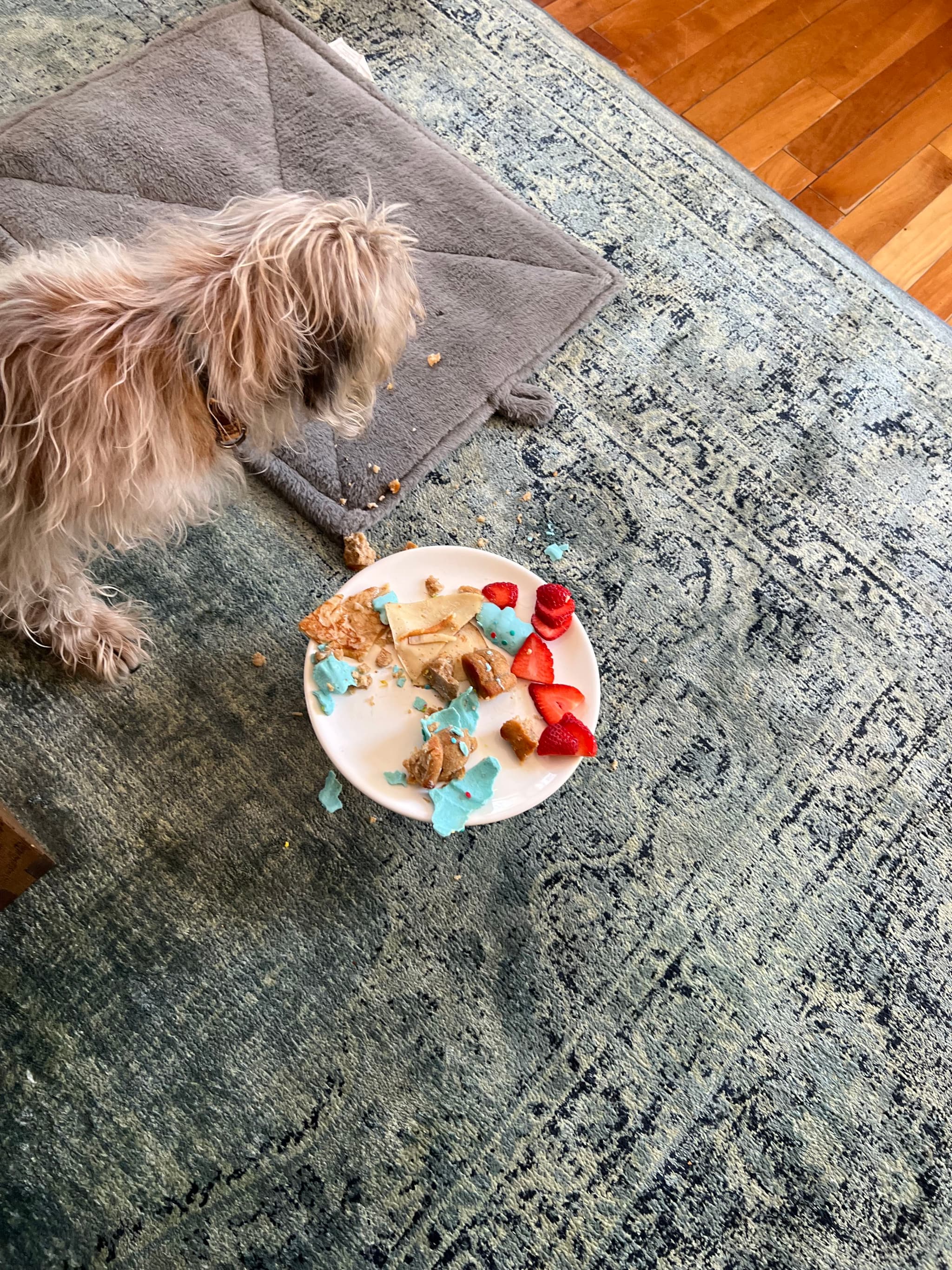 A small dog stands on a rug next to a plate with scattered food, including pieces of bread and red and blue items