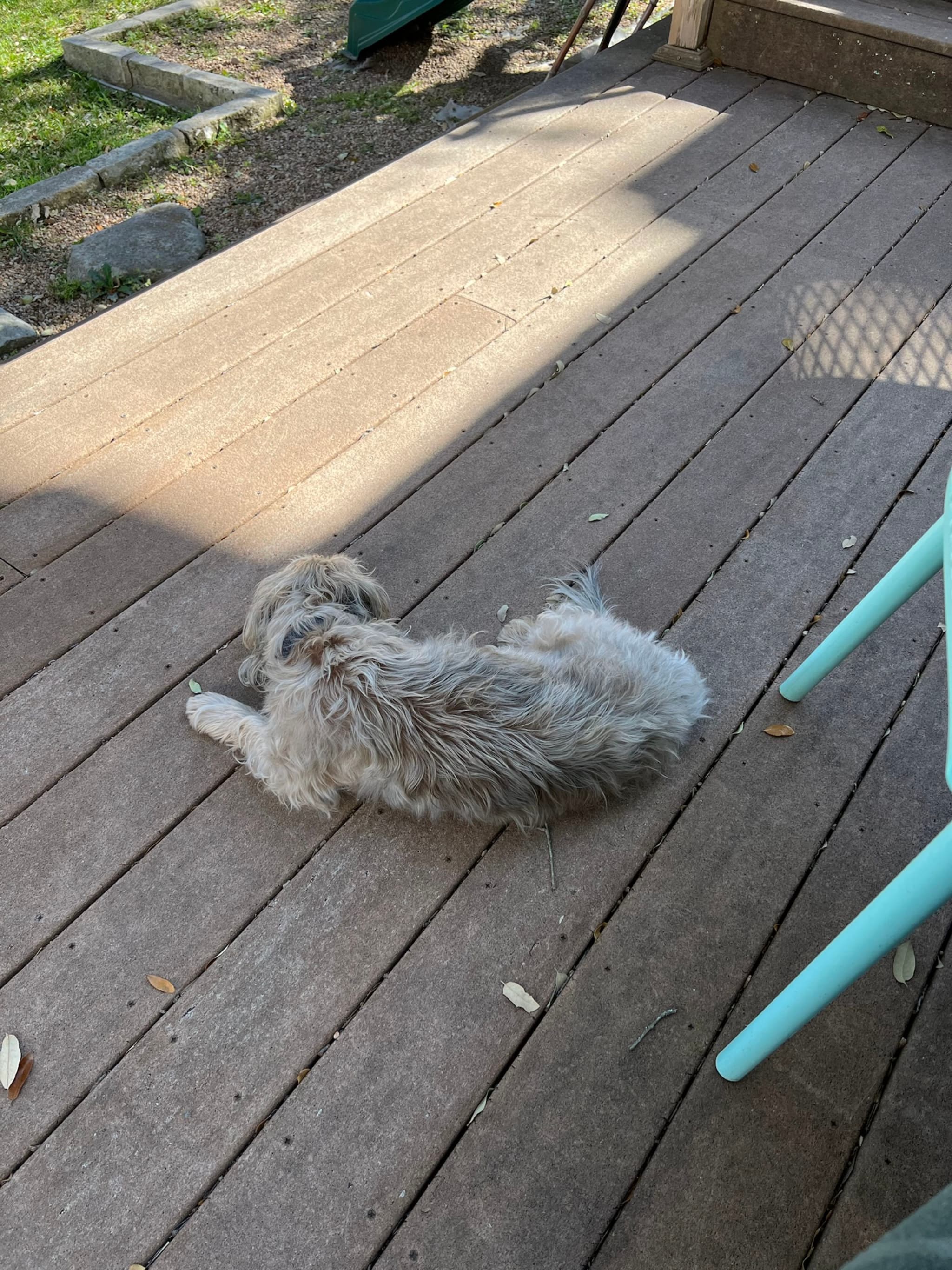 A fluffy dog lying on a wooden deck, partially in sunlight, with a turquoise chair nearby