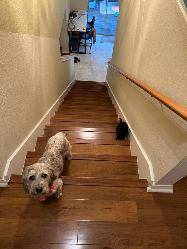 A dog and a cat on a wooden staircase, with the dog looking up and the cat further down the stairs