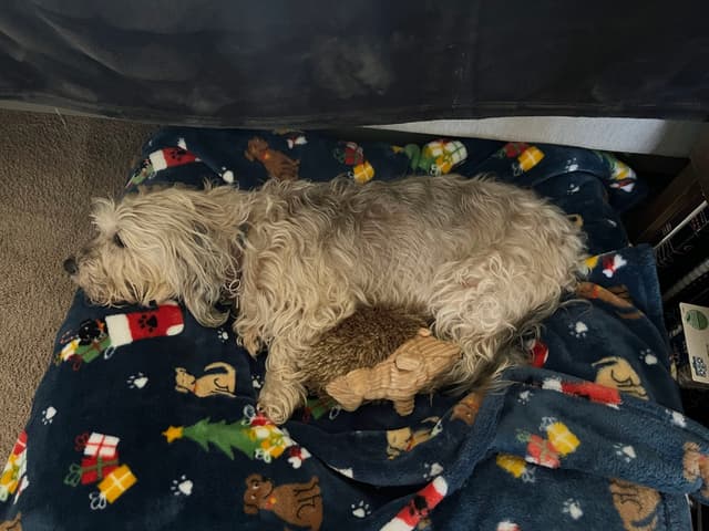A fluffy dog is lying on a festive blanket with holiday-themed patterns, resting its head on a plush toy