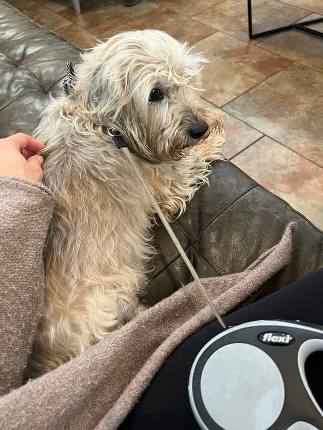 A small, shaggy dog sits on a couch next to a person holding a retractable leash